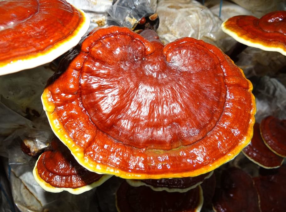 De kracht van medicinale paddenstoelen