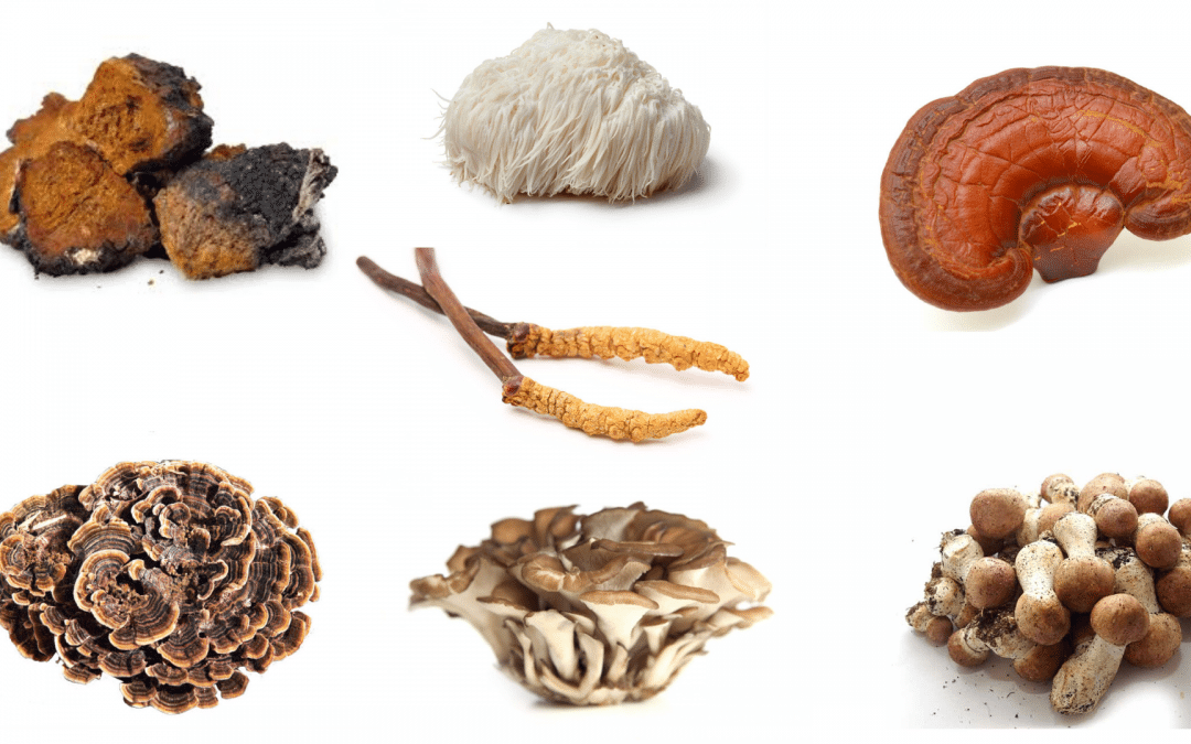 Heling door medicinale paddenstoelen – Webinar