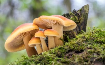 Beta-glucanen – de geneesmiddelen van paddenstoelen