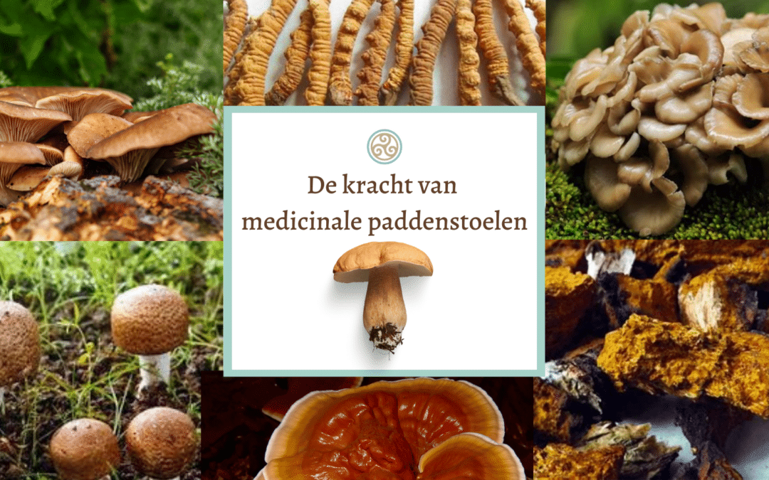 De kracht van medicinale paddenstoelen (online)