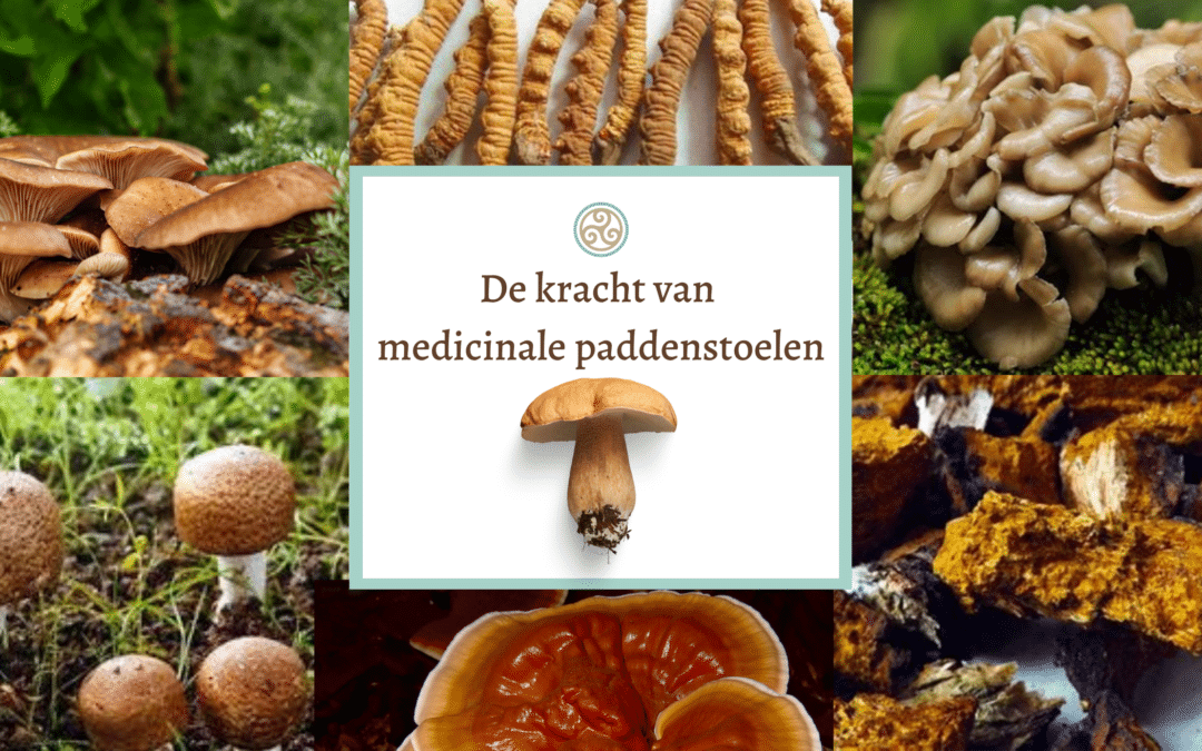 Mycotherapie, heling via medicinale paddenstoelen